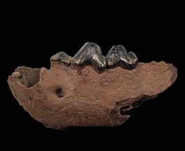 Cave Hyena tooth | Buried Treasure Fossils