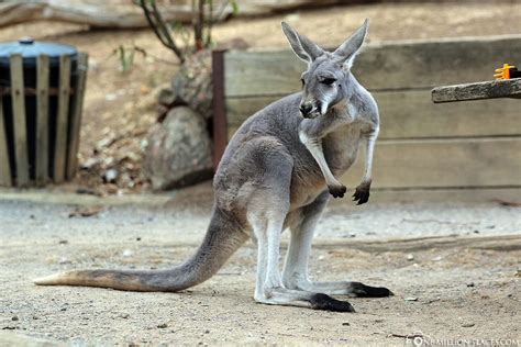 Adelaide - Koalas stop at Gorge Wildlife Park (Australia)