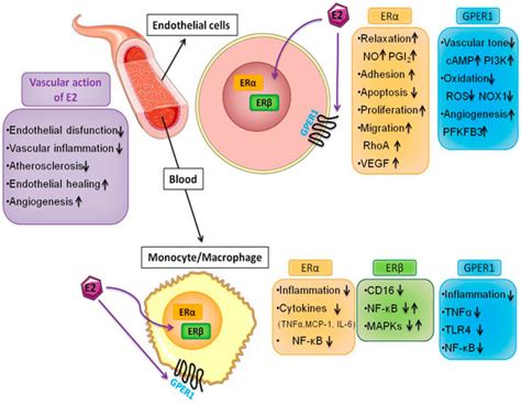 Ijms Free Full Text Estrogen Angiogenesis Immunity And Cell