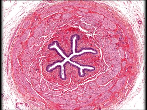 Histology Ureter Diagram Quizlet