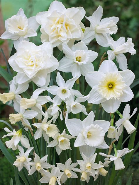 Daffodils Flowers White | Best Flower Site