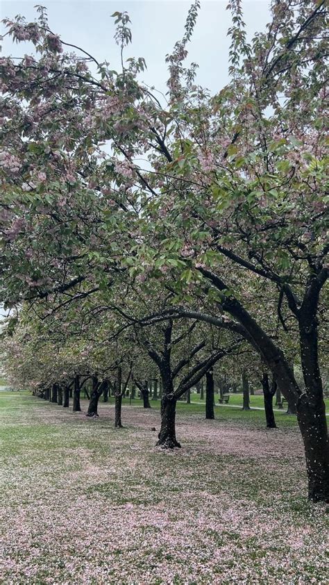 Cherry Blossoms At The Brooklyn Botanic Garden On A Rainy April Day Rain Photography