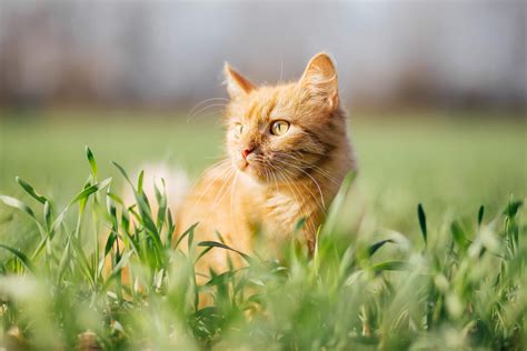 Hitzschlag bei Katzen Wie du deine Katze schützt Tractive