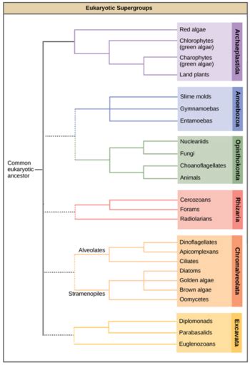 Introduction To Groups Of Protists Biology For Majors Ii