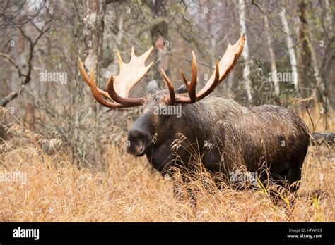 Large Bull Moose Browsing Grass During Rut Season Autumn Stock Photo