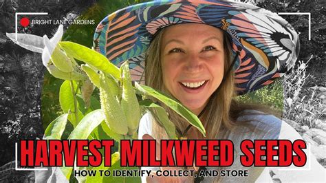 How To Harvest Milkweed Seeds Tips For Proper Seed Storage