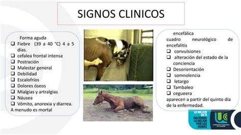 Encefalitis Equina Venezolana PPT