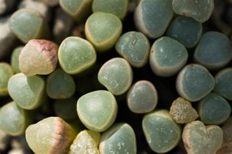 How To Grow And Care For Baby Toes Succulents