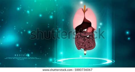 3d Illustration Human Digestive System Stock Illustration 1880736067