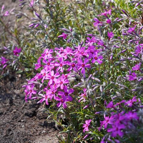 Photo Of The Bloom Of Creeping Phlox Phlox Subulata Temiskaming