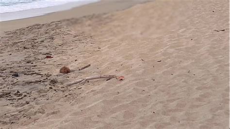 Beach Voyeur Real Sex Search XVIDEOS