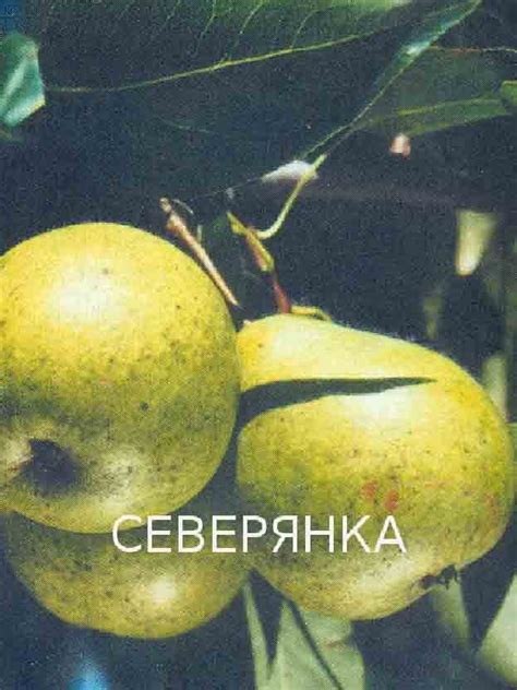 Купить Груша "Северянка" Садоград 2хлетние саженцы — интернет-магазин ...