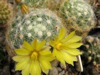 香花丸mammillaria Baumii乳突球属仙人球爱仙园 香花丸mammillaria Baumii乳突球属仙人球爱仙园