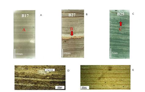 -Varves from Sihetun area excavating profile in lower Yixian Formation ...