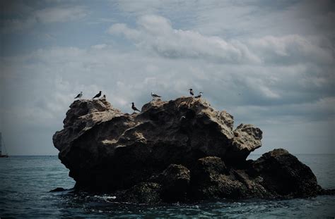 Man Feeding SeagullsFree Stock Photo
