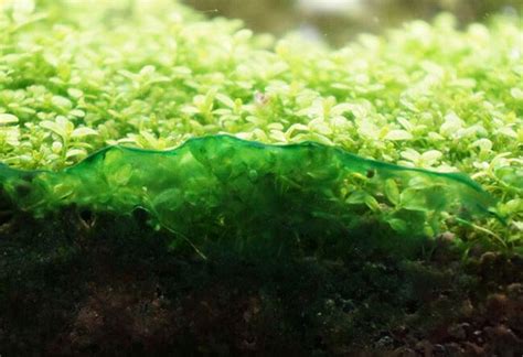 How To Remove Cyanobacteria From The Fish Tank Myaquarium