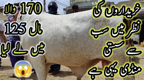 Bhains Colony Mandi Latest Rates Bargaining Lac Hazar Ka Soda