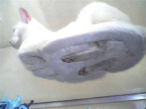 30 Adorable Cats Sleeping On Glass Tables Demilked