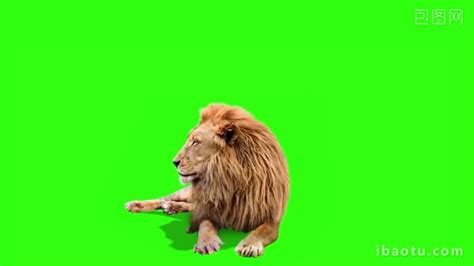 Animal Lion Green Screen Keying Video Video MP4 Template Free Download - Pikbest