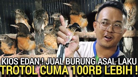 Paling Murah Di Pasar Burung Pramuka Hari Ini Youtube