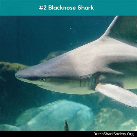 Sharks in Panama City Beach:Shark Attacks and Sightings - Dutch Shark ...