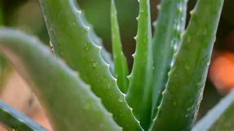 Aloe Vera Sábila Cuidados Y Beneficios Para La Salud De Esta Planta