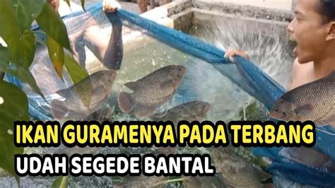 Dibuat Penasaran Jaring Ikan Gurame Untuk Makan Siang Keluarga Besar