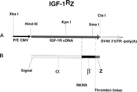 Figure From Characterization Of Ligand Binding Of A Soluble Human