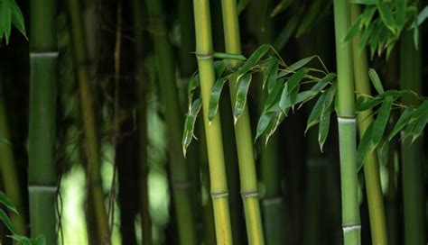 Guía completa para trasplantar plantas con éxito en tu jardín