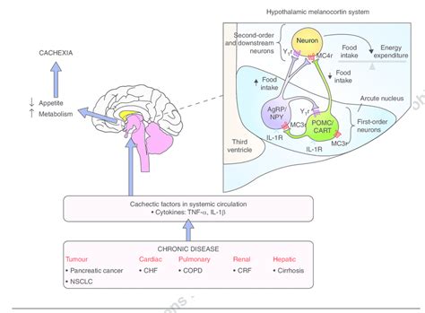 Theoretical Model For The Role Of The Central Melanocortin System In