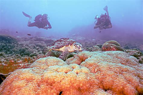 Tortugas Y Buceadores En La Barrera De Coral Imagen Editorial Imagen