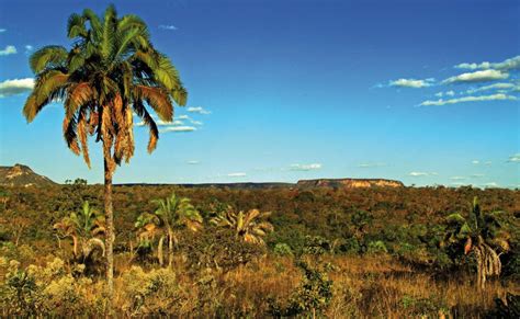 Os Segredos Do Cerrado Revista Natureza