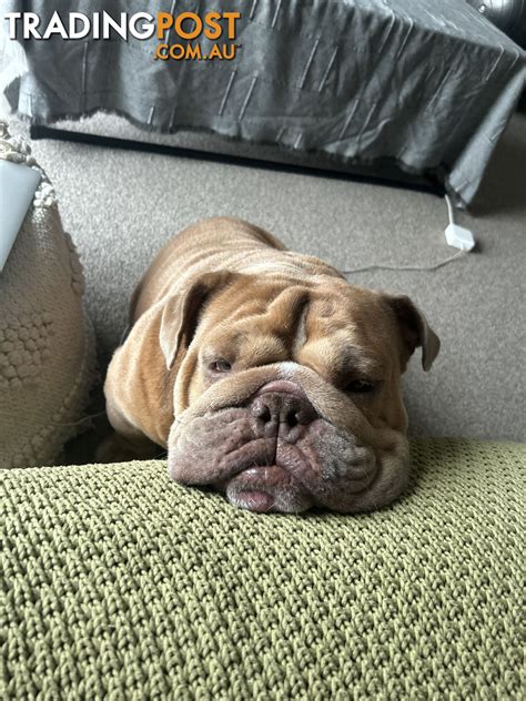 British bulldog Rehoming
