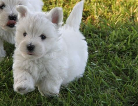 West Highland White Terrier Puppies For Sale Augusta Ga