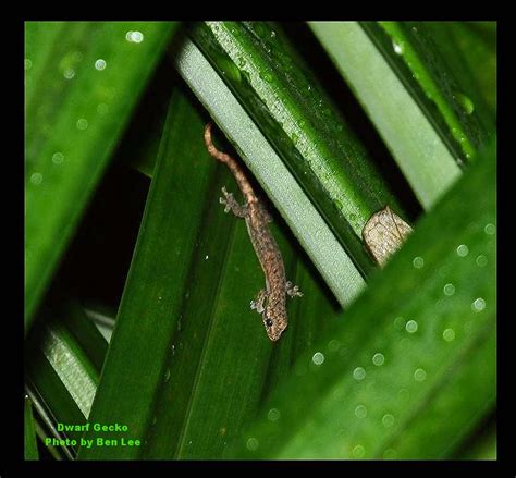 Singapore Wild Animals: Singapore Lizards