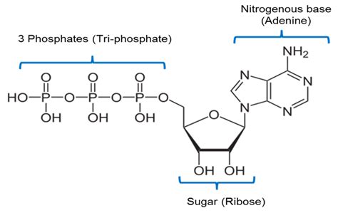 Structure Of Adenosine Triphosphate ATP Online Biochemistry Notes