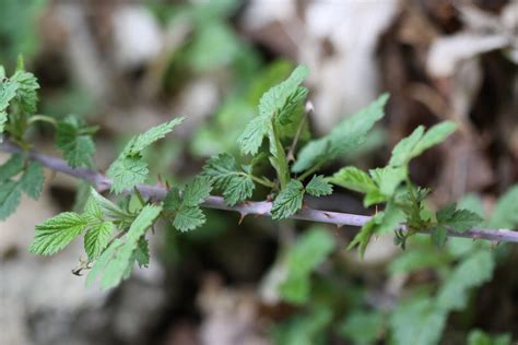 Blackcap Raspberry Sparrowhawk Native Plants