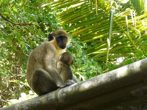 Macaco Verde Em Uma Gaiola Foto De Stock Imagem De Pelaria