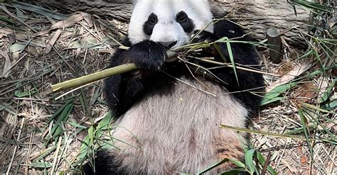 Lying on Ground Panda Eating Bamboo · Free Stock Photo