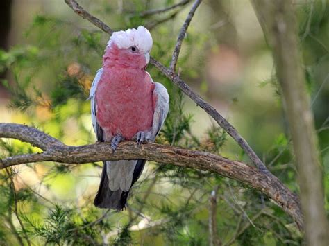 12 Types Of Cockatoo - Superstar Pets With Colorful Crests