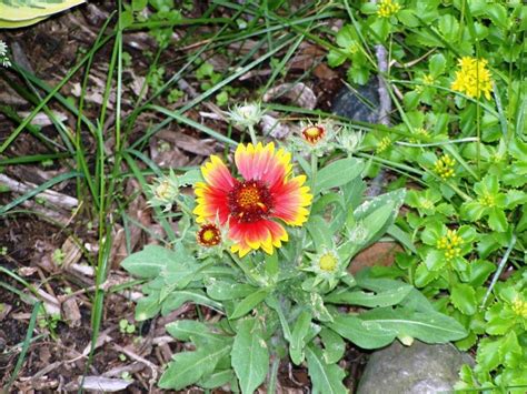 Blanket Flower Is Always Covered With Blooms Indian Blanket Flower