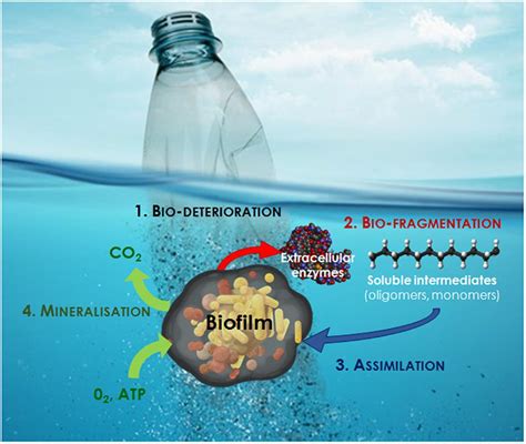 Frontiers Microbial Ecotoxicology Of Marine Plastic Debris A Review