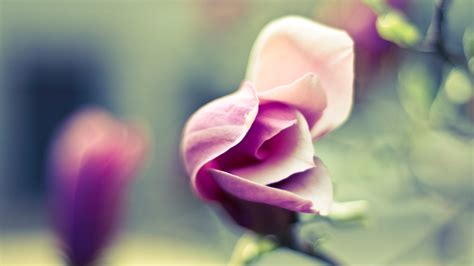 Wallpaper Pink flower, rose, blossom, blur background 2560x1600 HD ...