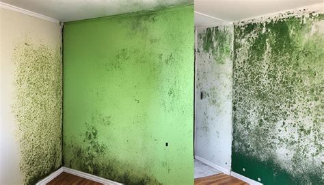 Effective Mold Treatment Methods For Safe Homes