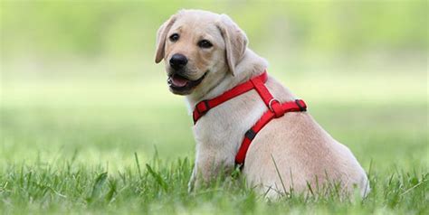 Que Collar Es Mejor Para Un Perro Que Tira