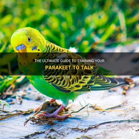 The Ultimate Guide To Training Your Parakeet To Talk | PetShun