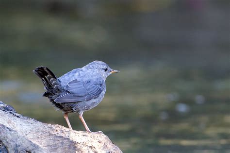 Gallery - Woodland Birds — Eastside Audubon Society