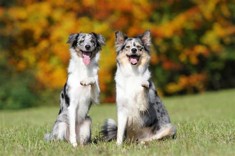 77 Short Hair Blue Merle Border Collie For Sale L2sanpiero