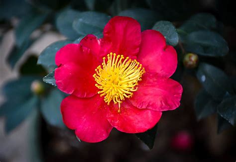 Yuletide Camellias For Sale Online | The Tree Center