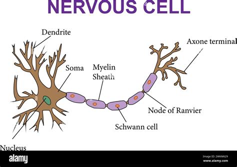 Ein Diagramm Nerveus Cell Vector Illustration Stock Vektorgrafik Alamy